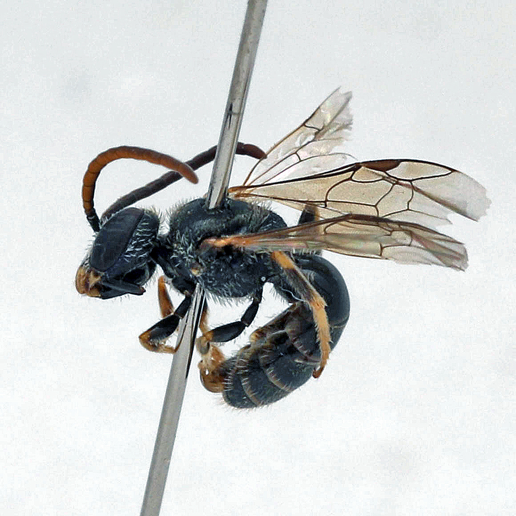 Fotografische Darstellung der Wildbiene Wimpern-Schmalbiene