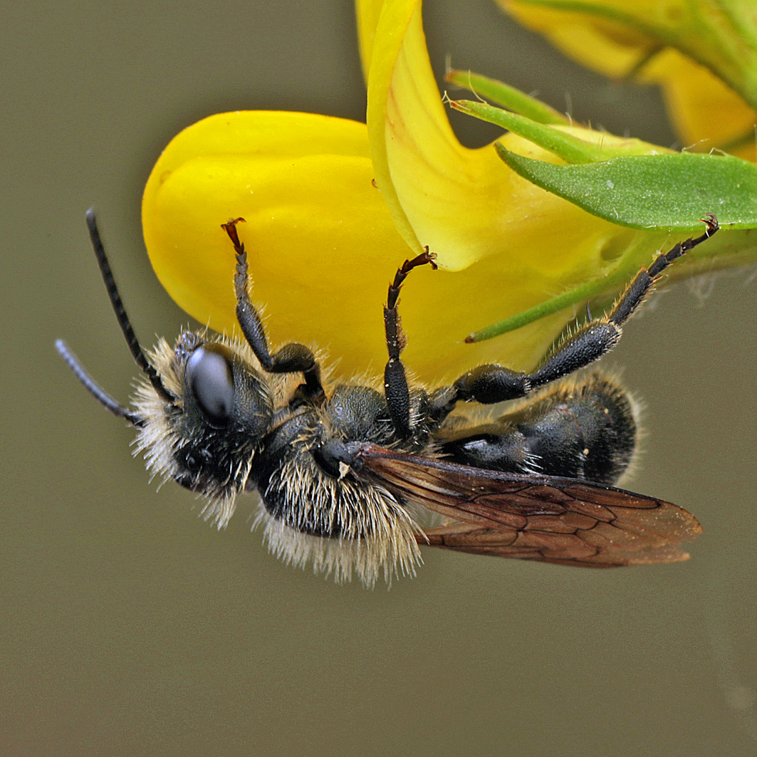 Fotografische Darstellung der Wildbiene Einhöckrige Mauerbiene
