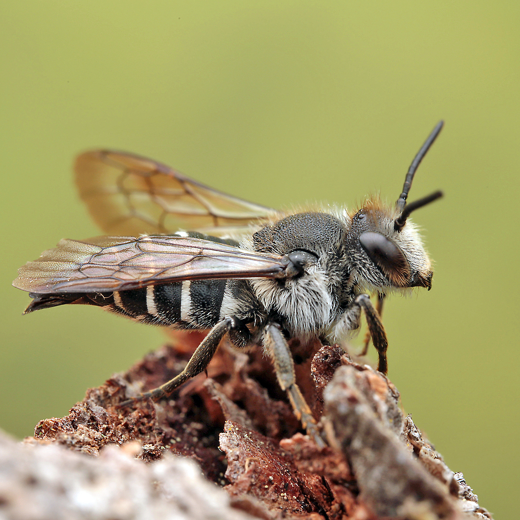 Fotografische Darstellung der Wildbiene Lanzen-Kegelbiene