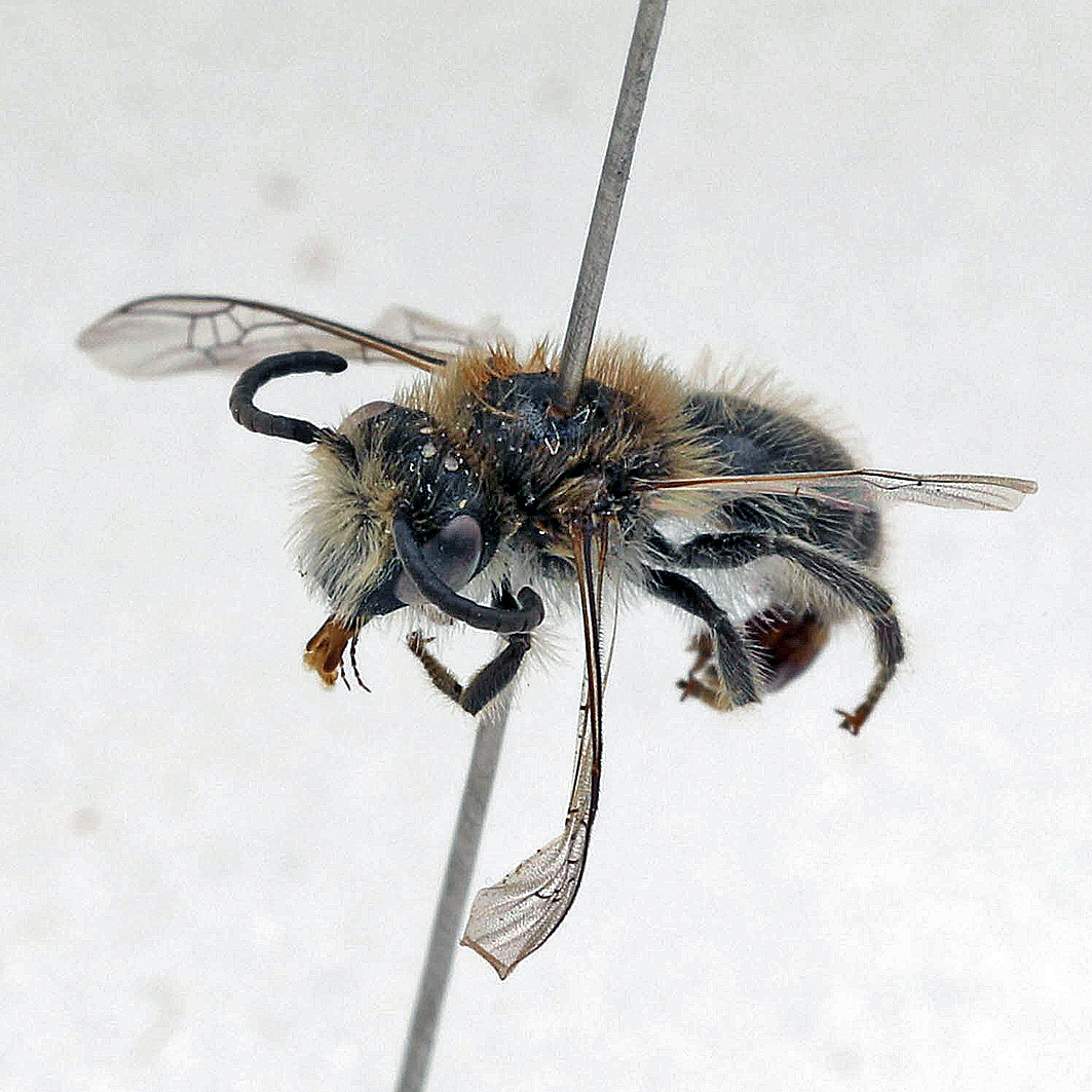 Fotografische Darstellung der Wildbiene Alpen-Seidenbiene