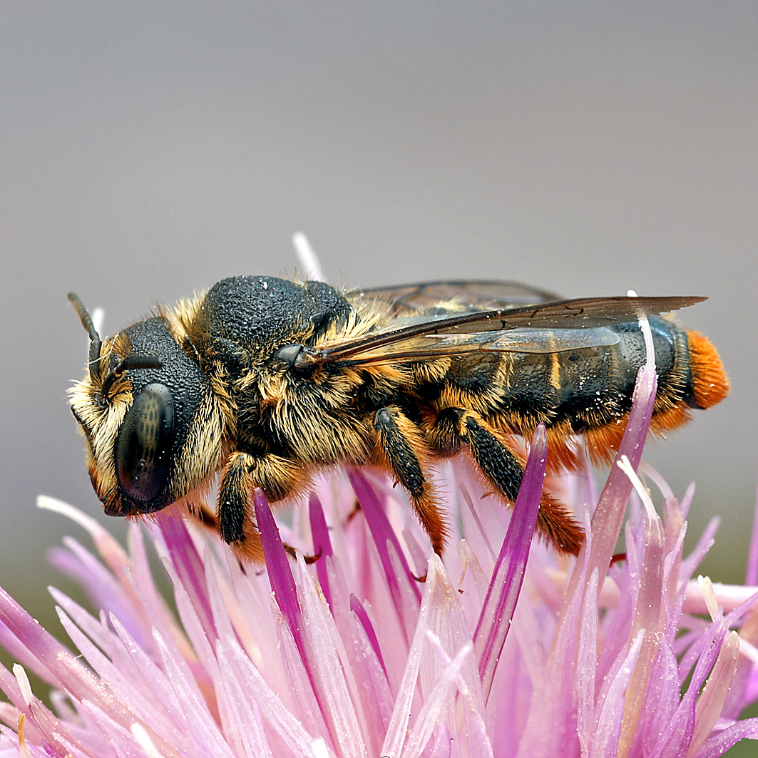 Fotografische Darstellung der Wildbiene Goldene Steinbiene