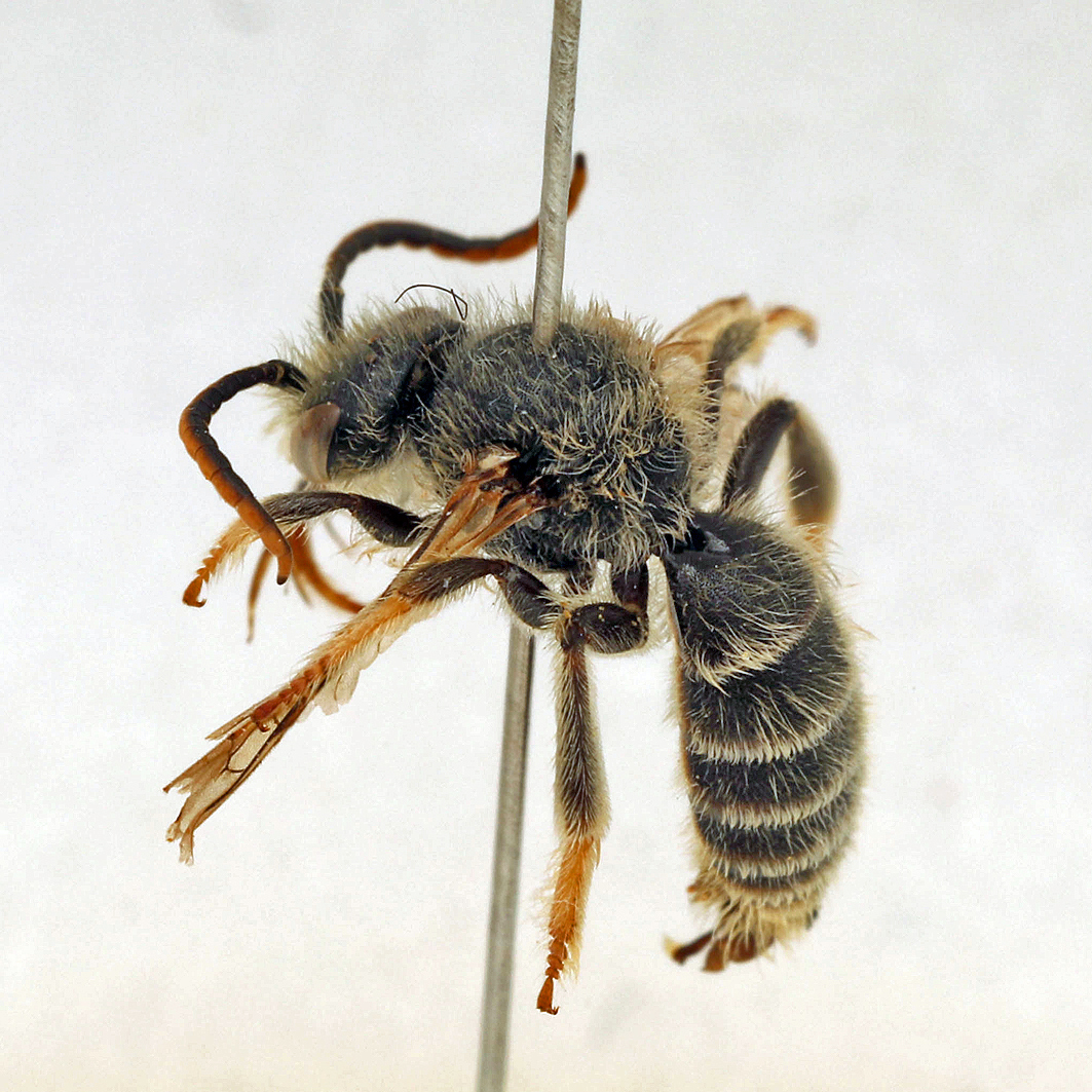 Fotografische Darstellung der Wildbiene Frühe Ziest-Schlürfbiene