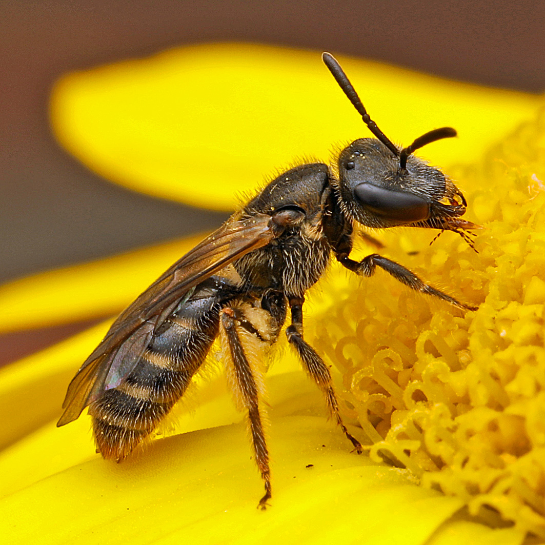 Fotografische Darstellung der Wildbiene Dunkle Schmalbiene