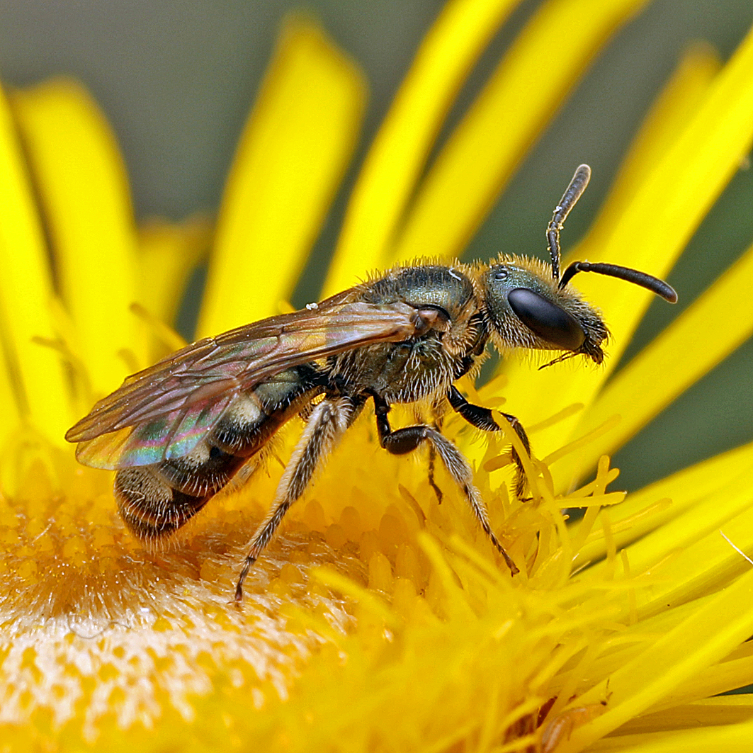 Fotografische Darstellung der Wildbiene Podolische Schmalbiene