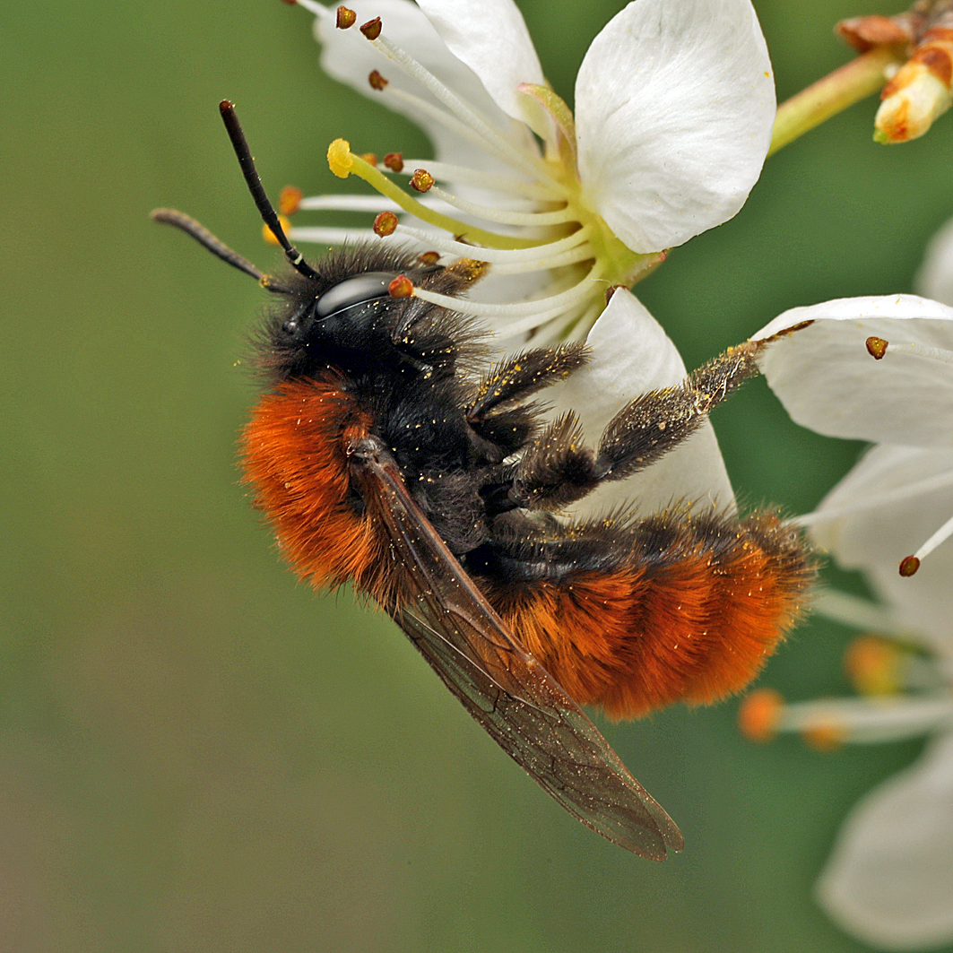Fotografische Darstellung der Wildbiene Fuchsrote Lockensandbiene