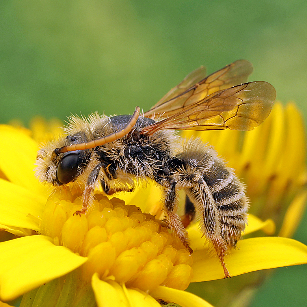 Fotografische Darstellung der Wildbiene Frühe Ziest-Schlürfbiene