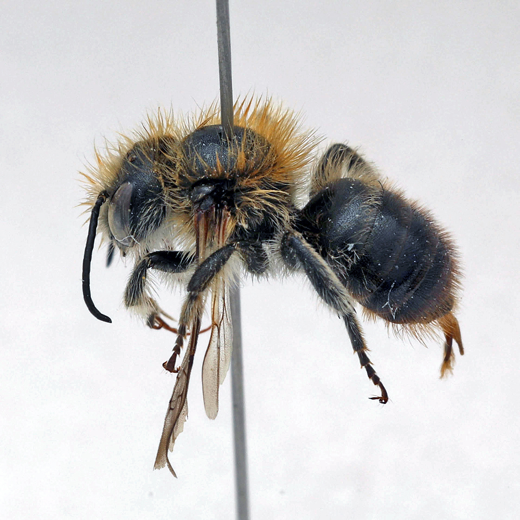 Fotografische Darstellung der Wildbiene Felsheiden-Mauerbiene