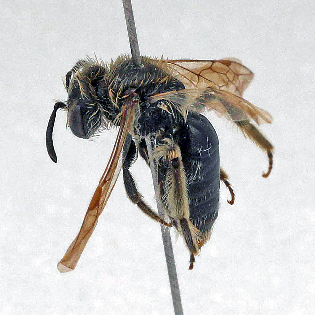 Fotografische Darstellung der Wildbiene Senf-Zwergsandbiene