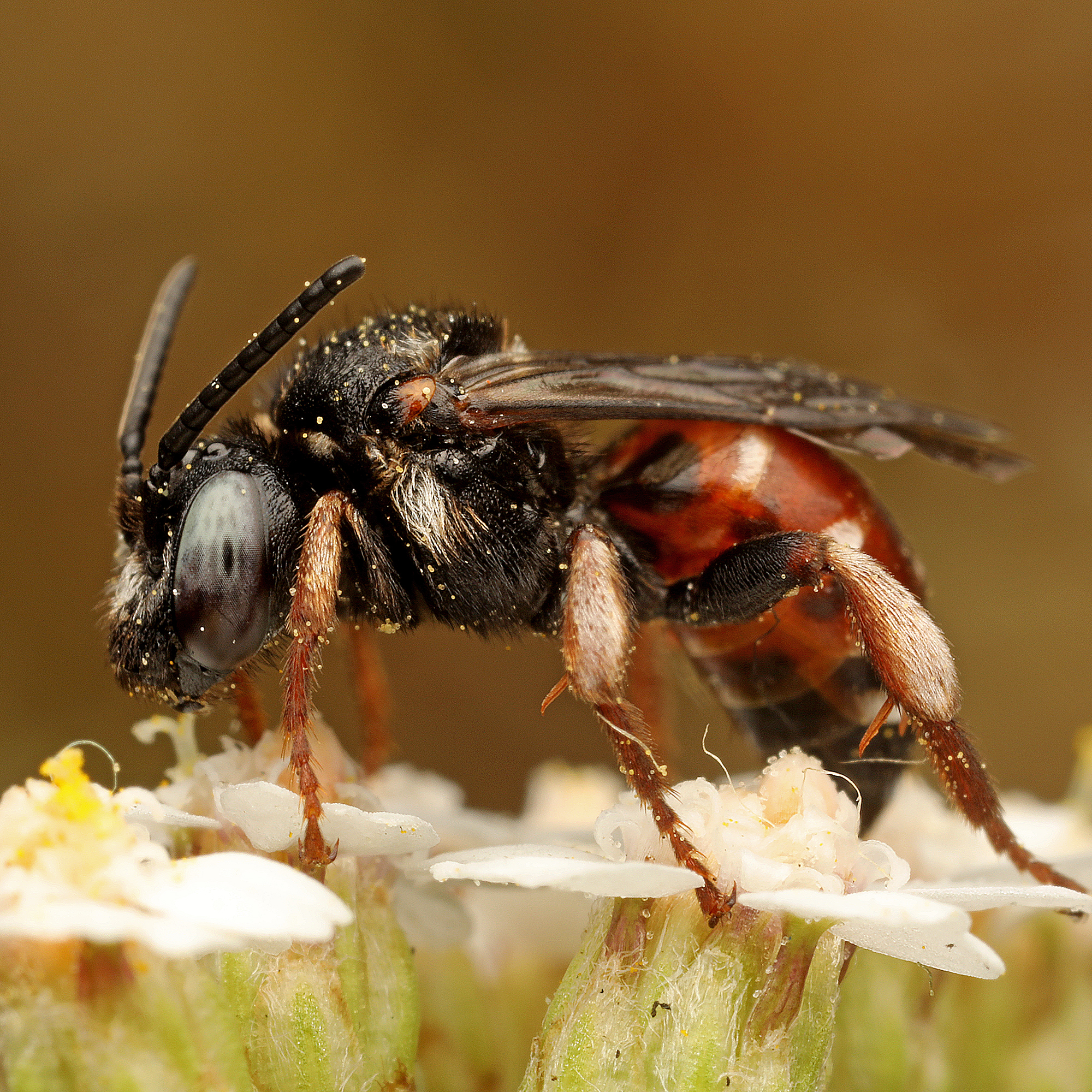 Fotografische Darstellung der Wildbiene Schmuckbiene