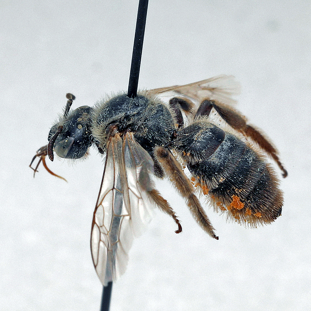 Fotografische Darstellung der Wildbiene Kleine Spiralhornbiene