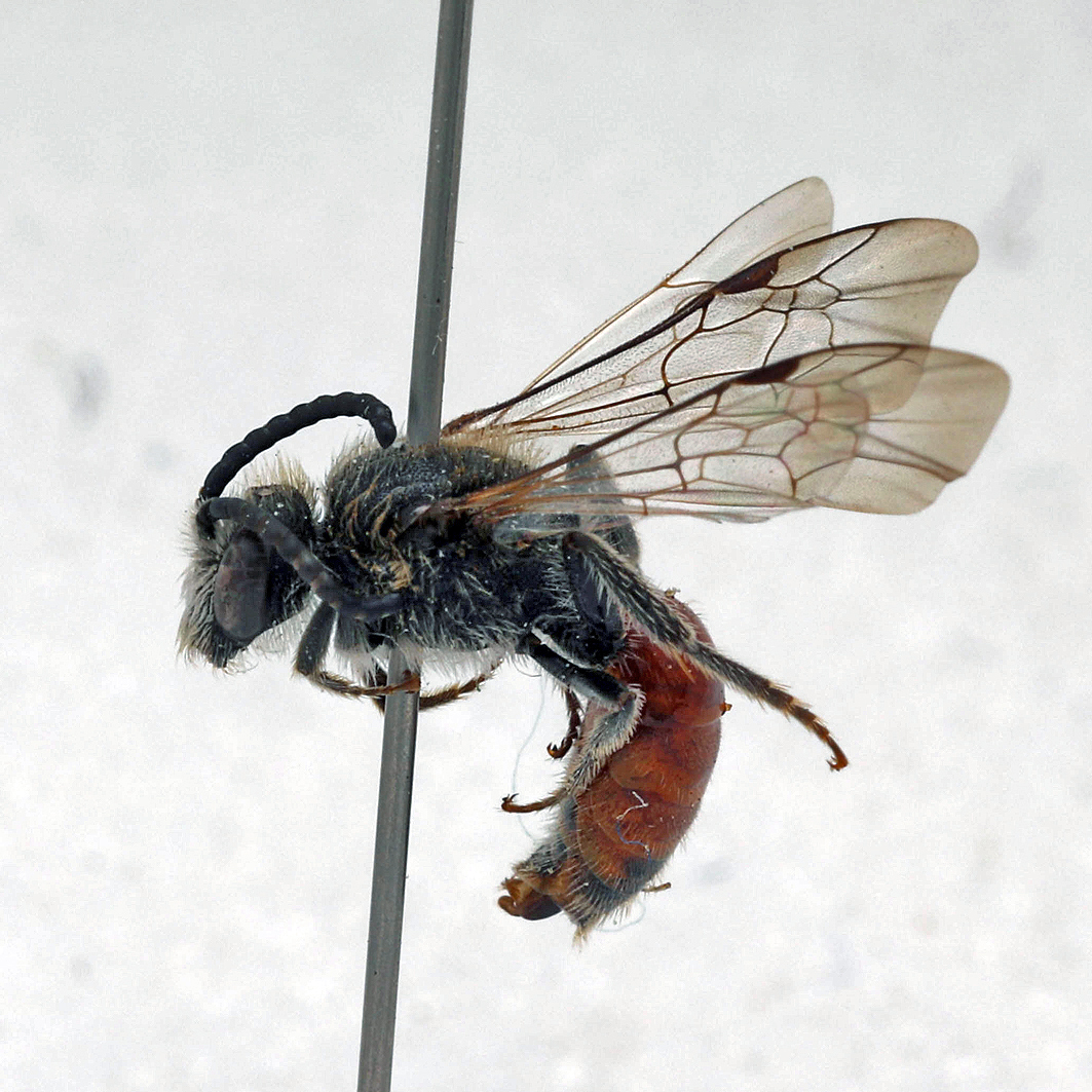 Fotografische Darstellung der Wildbiene Weißhaarige Blutbiene
