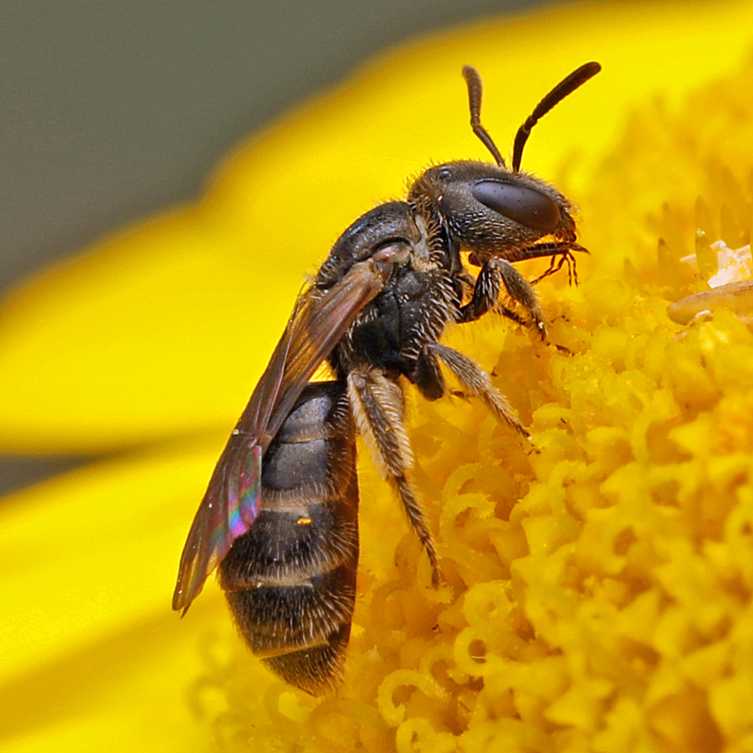 Fotografische Darstellung der Wildbiene Dickkopf-Schmalbiene