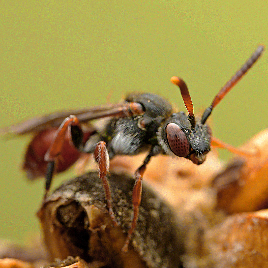 Fotografische Darstellung der Wildbiene Schenkel-Wespenbiene