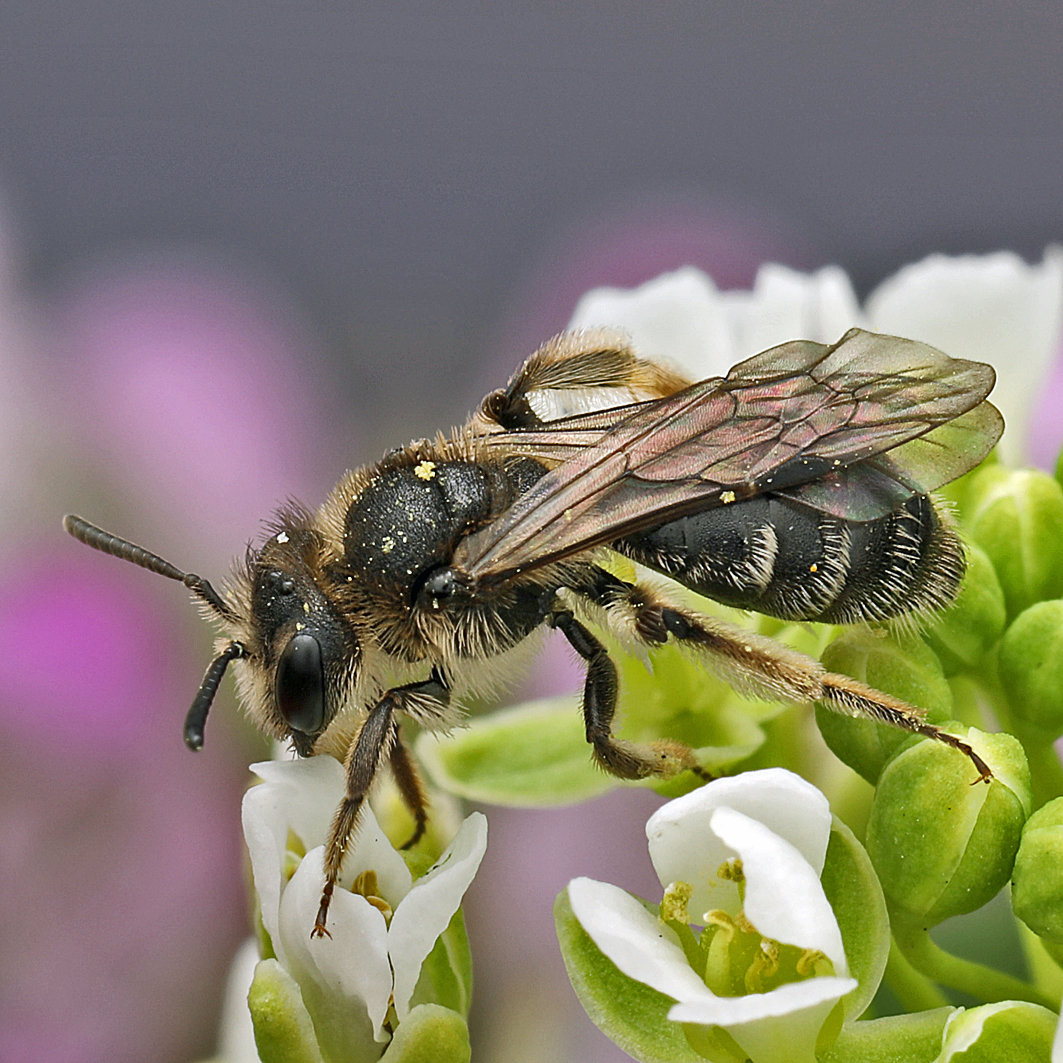 Fotografische Darstellung der Wildbiene Punktierte Zwergsandbiene