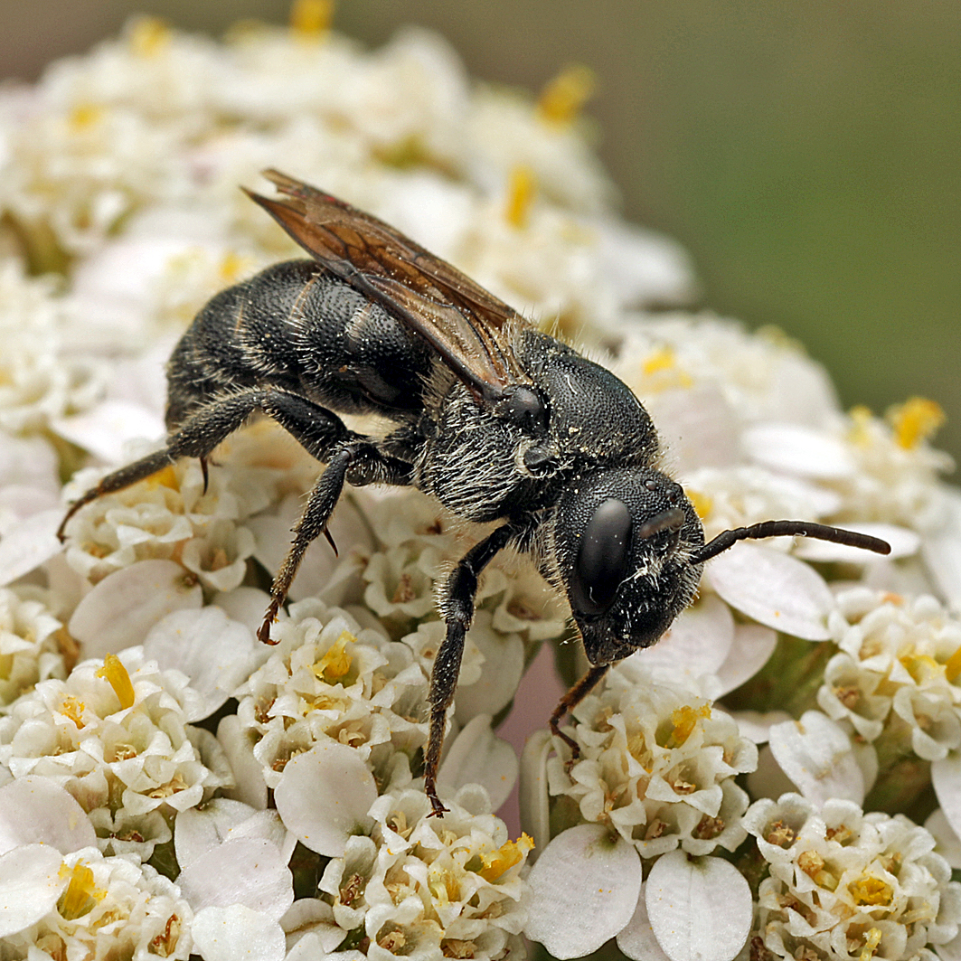 Fotografische Darstellung der Wildbiene Schwarzflüglige Düsterbiene