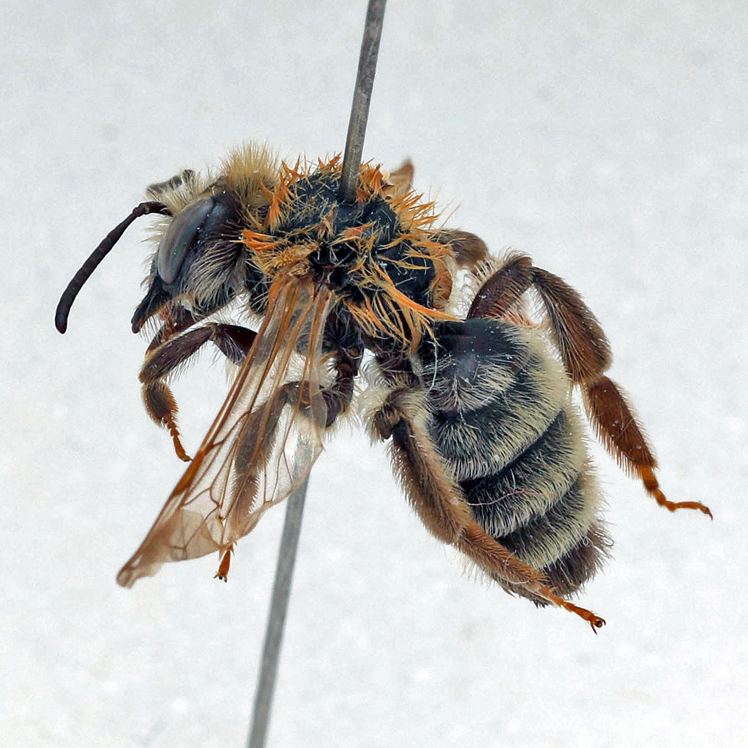 Fotografische Darstellung der Wildbiene Ockerköpfige Herbstsandbiene