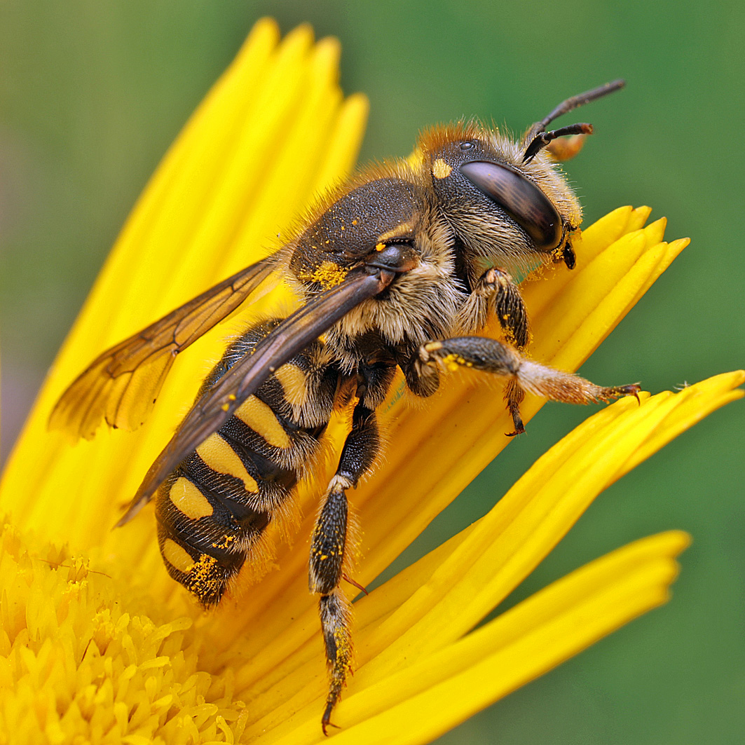 Fotografische Darstellung der Wildbiene Riesen-Wollbiene