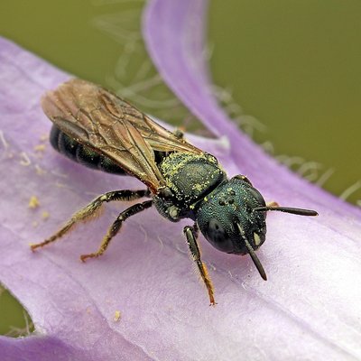 Fotografische Darstellung der Wildbiene Metallische Keulhornbiene