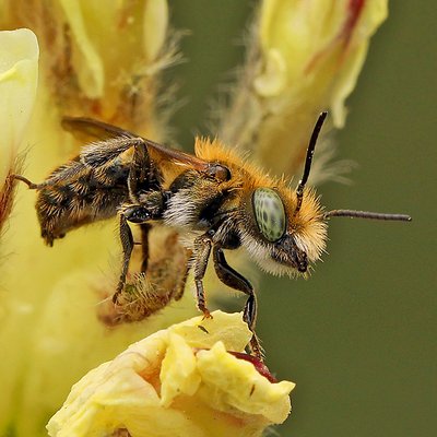 Fotografische Darstellung der Wildbiene Gallen-Mauerbiene
