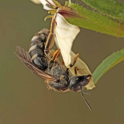 Fotografische Darstellung der Wildbiene Große Schmalbiene