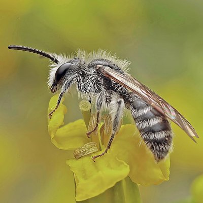 Fotografische Darstellung der Wildbiene Weißbindige Zwergsandbiene