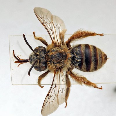 Fotografische Darstellung der Wildbiene Blutweiderich-Langhornbiene