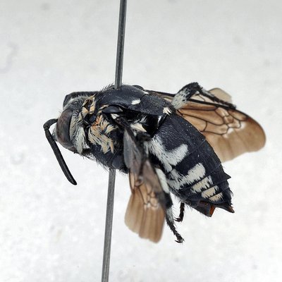 Fotografische Darstellung der Wildbiene Hohlfuß-Fleckenbiene