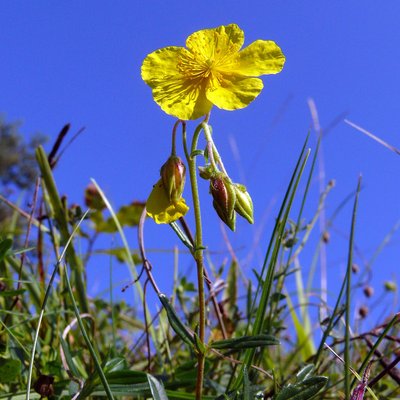 Fotografische Darstellung der Pflanze Gemeines Sonnenröschen