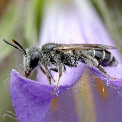 Fotografische Darstellung der Wildbiene Sommer-Kielsandbiene