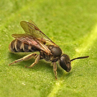 Fotografische Darstellung der Wildbiene Wangendorn-Schmalbiene