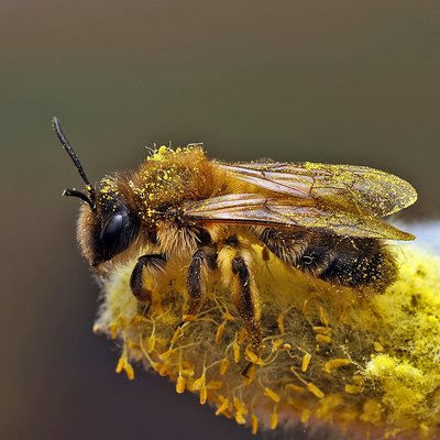 Fotografische Darstellung der Wildbiene Dunkle Lockensandbiene