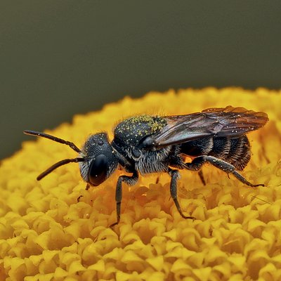 Fotografische Darstellung der Wildbiene Kurze Düsterbiene