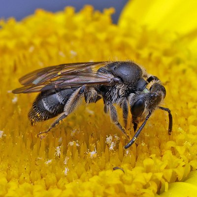 Fotografische Darstellung der Wildbiene Glanzlose Zwergsandbiene