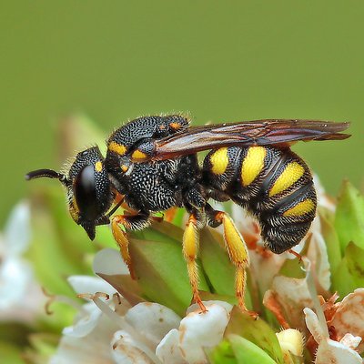 Fotografische Darstellung der Wildbiene Gelbfleckige Düsterbiene