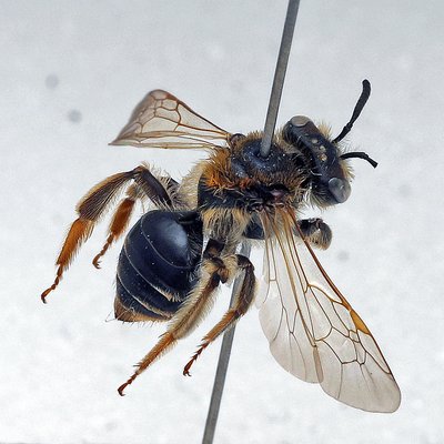 Fotografische Darstellung der Wildbiene Fahlbeinige Kielsandbiene