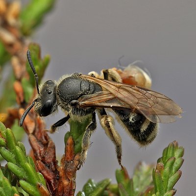 Fotografische Darstellung der Wildbiene Frühlings-Schmalbiene