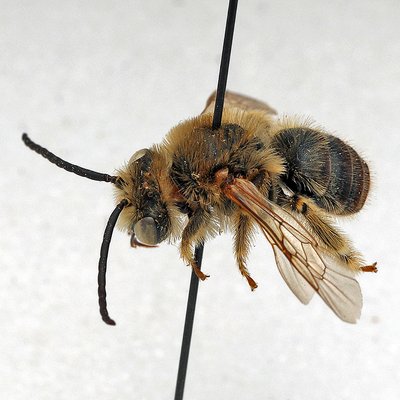 Fotografische Darstellung der Wildbiene Ochsenaugen-Langhornbiene