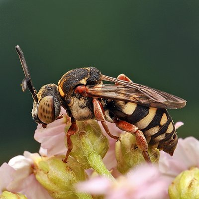 Fotografische Darstellung der Wildbiene Heide-Filzbiene