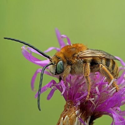 Fotografische Darstellung der Wildbiene Flockenblumen-Langhornbiene