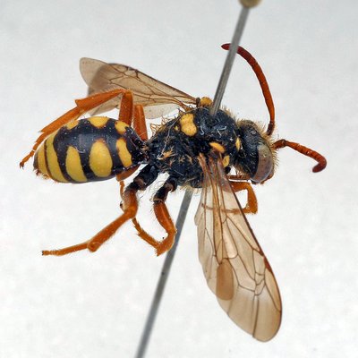 Fotografische Darstellung der Wildbiene Edle Wespenbiene