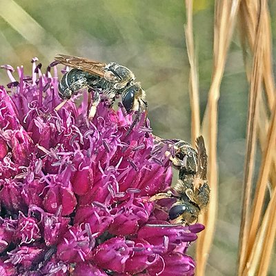 Fotografische Darstellung der Wildbiene Schmallappige Schienenbiene