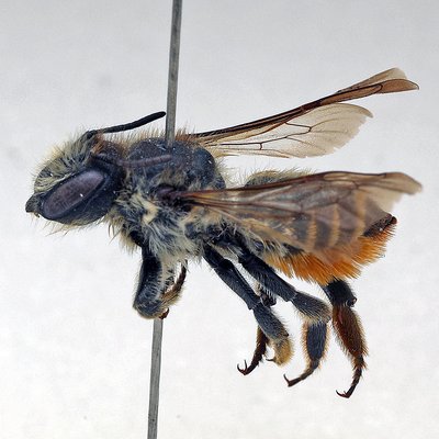 Fotografische Darstellung der Wildbiene Pyrenäen-Blattschneiderbiene