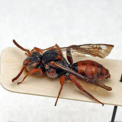Fotografische Darstellung der Wildbiene Bitterkraut-Wespenbiene