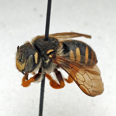 Fotografische Darstellung der Wildbiene Skabiosen-Harzbiene