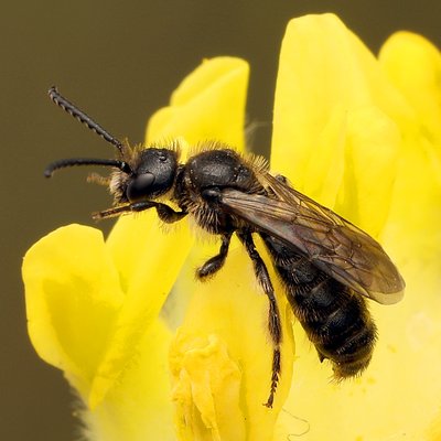 Fotografische Darstellung der Wildbiene Gezähnte Glanzbiene