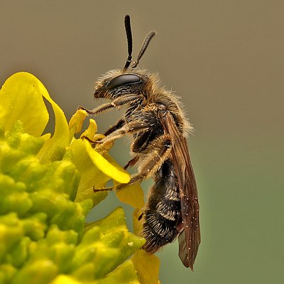 Fotografische Darstellung der Wildbiene Leisten-Zwergsandbiene