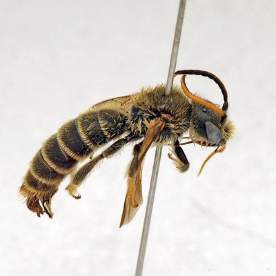Fotografische Darstellung der Wildbiene Späte Ziest-Schlürfbiene