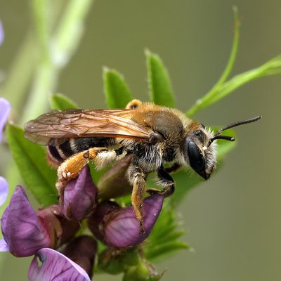 Fotografische Darstellung der Wildbiene Zaunwicken-Sandbiene