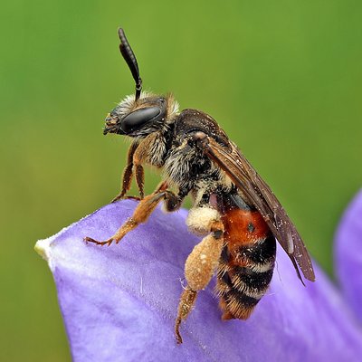 Fotografische Darstellung der Wildbiene Rote Schuppensandbiene