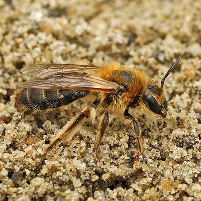 Fotografische Darstellung der Wildbiene Bärtige Sandbiene